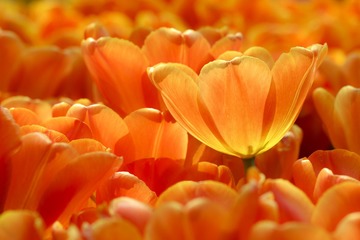 tulipe orange
